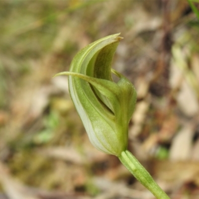 Pterostylis curta (Blunt Greenhood) at Tidbinbilla Nature Reserve - 20 Oct 2021 by JohnBundock