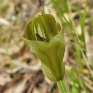 Pterostylis curta at Paddys River, ACT - suppressed