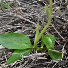 Pterostylis curta at Paddys River, ACT - suppressed