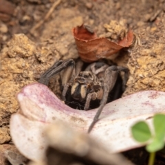 Lycosidae sp. (family) (Unidentified wolf spider) at Hackett, ACT - 21 Oct 2021 by Boagshoags