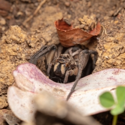 Lycosidae (family) (Unidentified wolf spider) at Hackett, ACT - 21 Oct 2021 by Boagshoags