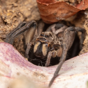 Lycosidae (family) at Hackett, ACT - 21 Oct 2021