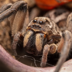 Lycosidae (family) at Hackett, ACT - 21 Oct 2021