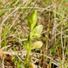 Hymenochilus sp. (A Greenhood Orchid) at Isaacs, ACT - 21 Oct 2021 by Mike