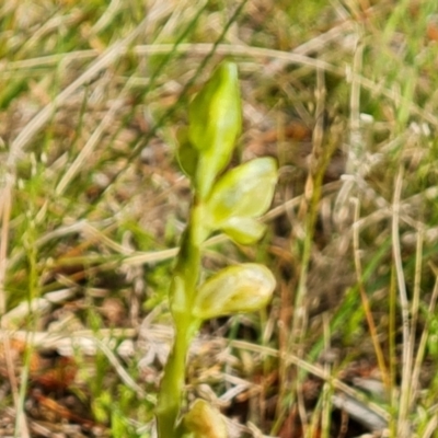 Hymenochilus sp. (A Greenhood Orchid) at Isaacs Ridge and Nearby - 21 Oct 2021 by Mike
