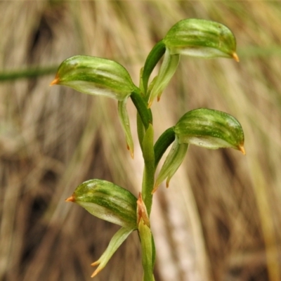 Bunochilus montanus (ACT) = Pterostylis jonesii (NSW) (Montane Leafy Greenhood) at Paddys River, ACT - 21 Oct 2021 by JohnBundock