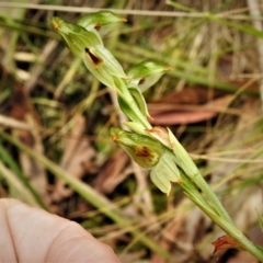 Bunochilus montanus (ACT) = Pterostylis jonesii (NSW) at Paddys River, ACT - 21 Oct 2021