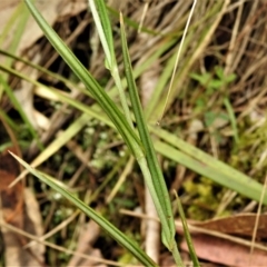 Bunochilus montanus (ACT) = Pterostylis jonesii (NSW) at Paddys River, ACT - 21 Oct 2021