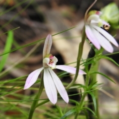 Caladenia carnea (Pink Fingers) at Paddys River, ACT - 21 Oct 2021 by JohnBundock