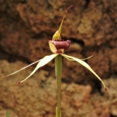 Caladenia sp. (A Caladenia) at Paddys River, ACT - 25 Oct 2021 by JohnBundock