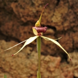 Caladenia sp. at Paddys River, ACT - suppressed