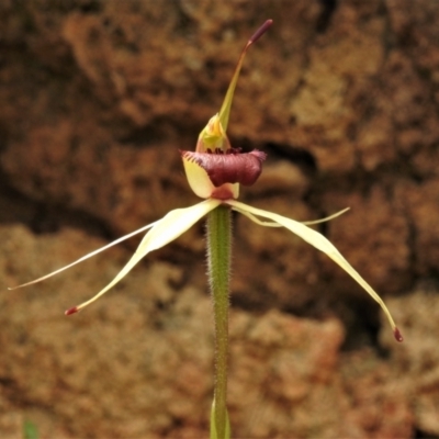 Caladenia sp. (A Caladenia) at Tidbinbilla Nature Reserve - 25 Oct 2021 by JohnBundock