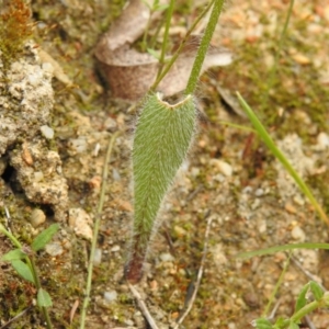 Caladenia sp. at Paddys River, ACT - suppressed