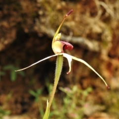 Caladenia sp. at Paddys River, ACT - suppressed