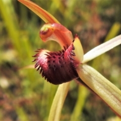 Caladenia sp. at Paddys River, ACT - 25 Oct 2021