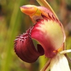 Caladenia sp. at Paddys River, ACT - 25 Oct 2021