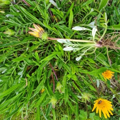 Gazania rigens (Treasure Flower) at Isaacs, ACT - 21 Oct 2021 by Mike