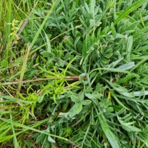 Gazania rigens at Isaacs, ACT - 21 Oct 2021