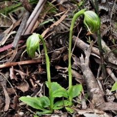 Pterostylis nutans (Nodding Greenhood) at Tidbinbilla Nature Reserve - 20 Oct 2021 by JohnBundock