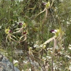 Caladenia atrovespa (Green-comb Spider Orchid) at Mount Taylor - 21 Oct 2021 by BarrieR