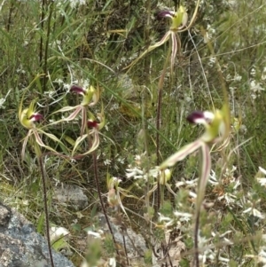 Caladenia atrovespa at Kambah, ACT - suppressed