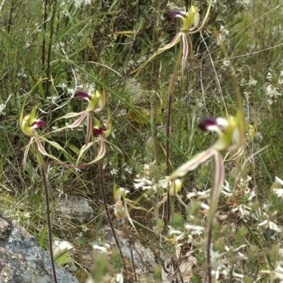 Caladenia atrovespa (Green-comb Spider Orchid) at Mount Taylor - 21 Oct 2021 by BarrieR