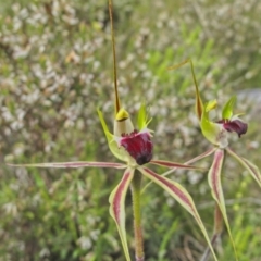 Caladenia atrovespa at Kambah, ACT - suppressed