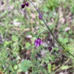 Arthropodium minus (Small Vanilla Lily) at Campbell, ACT - 21 Oct 2021 by SilkeSma