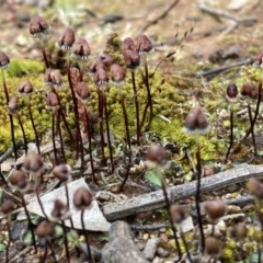 Asterella drummondii (A thallose liverwort) at Campbell, ACT - 21 Oct 2021 by SilkeSma