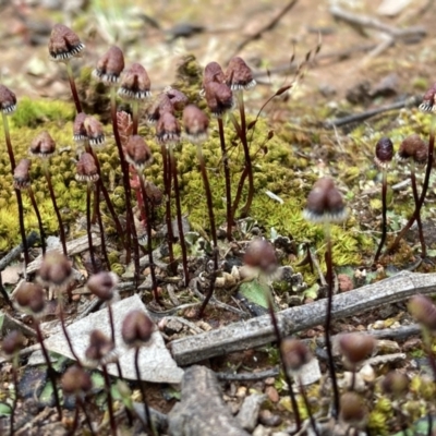 Asterella drummondii (A thallose liverwort) at Mount Ainslie - 21 Oct 2021 by SilkeSma
