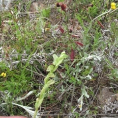 Hymenochilus cycnocephalus (Swan greenhood) at Kambah, ACT - 23 Oct 2021 by BarrieR