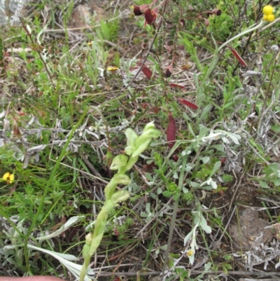 Hymenochilus cycnocephalus (Swan greenhood) at Kambah, ACT - 23 Oct 2021 by BarrieR