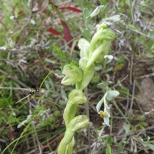 Hymenochilus cycnocephalus at Kambah, ACT - 24 Oct 2021