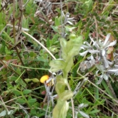 Hymenochilus cycnocephalus at Kambah, ACT - 24 Oct 2021