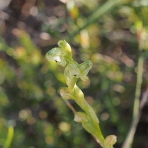 Hymenochilus cycnocephalus at Kambah, ACT - suppressed