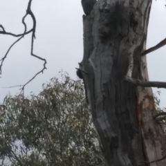 Callocephalon fimbriatum (Gang-gang Cockatoo) at Red Hill Nature Reserve - 21 Oct 2021 by HelenJ