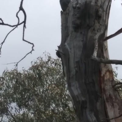 Callocephalon fimbriatum (Gang-gang Cockatoo) at GG149 - 21 Oct 2021 by HelenJ