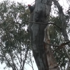 Callocephalon fimbriatum at Red Hill, ACT - 21 Oct 2021