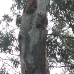 Callocephalon fimbriatum at Red Hill, ACT - suppressed