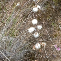 Kunzea parvifolia (Violet Kunzea) at Kambah, ACT - 21 Oct 2021 by BarrieR