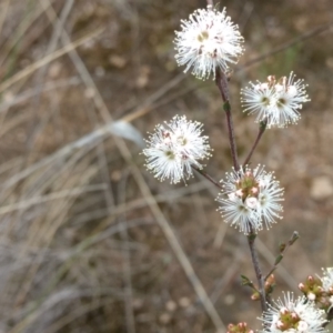 Kunzea parvifolia at Kambah, ACT - 21 Oct 2021 01:54 PM