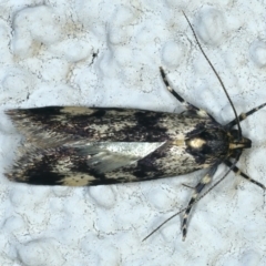 Palimmeces leucopelta (A concealer moth) at Ainslie, ACT - 17 Oct 2021 by jb2602