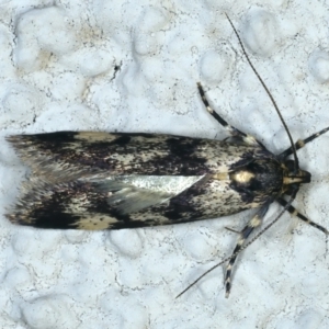 Palimmeces leucopelta at Ainslie, ACT - 17 Oct 2021