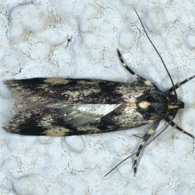 Palimmeces leucopelta (A concealer moth) at Ainslie, ACT - 17 Oct 2021 by jbromilow50