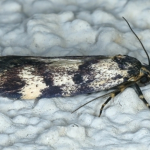 Palimmeces leucopelta at Ainslie, ACT - 17 Oct 2021