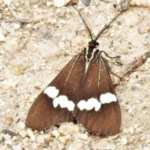 Nyctemera amicus at Paddys River, ACT - 21 Oct 2021