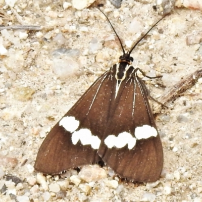 Nyctemera amicus (Senecio Moth, Magpie Moth, Cineraria Moth) at Tidbinbilla Nature Reserve - 21 Oct 2021 by JohnBundock