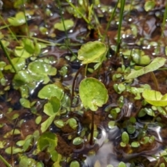 Nymphoides sp. (A Marshwort) at Currawang, NSW - 20 Oct 2021 by camcols