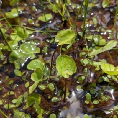 Nymphoides sp. (A Marshwort) at Currawang, NSW - 20 Oct 2021 by camcols