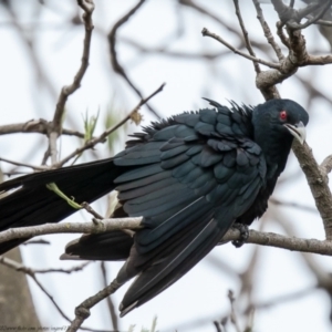 Eudynamys orientalis at Macgregor, ACT - suppressed